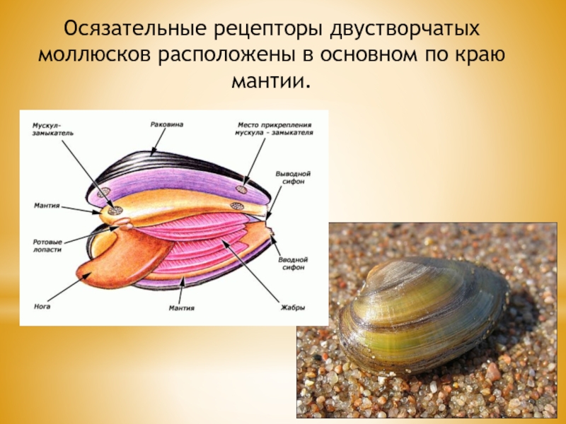 Тело моллюска заключено в. Двустворчатые моллюски полость тела. Моллюски мантия и мантийная полость. Класс двустворчатые беззубка. Двустворчатые моллюски сифоны.