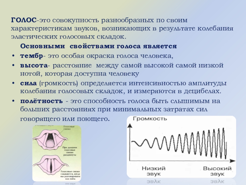 Звук возникает в результате. Асинхронные колебания голосовых складок. Амплитуда колебания голосовых складок. Голосовое колебание. Осцилляция результатов.