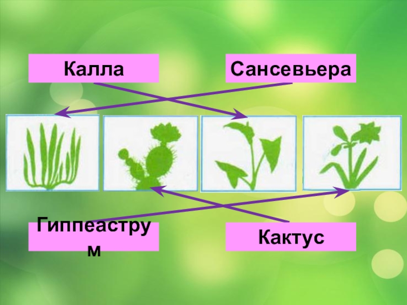 Гиппеаструм сансевьера