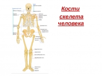 Оказание первой помощи при повреждениях скелета