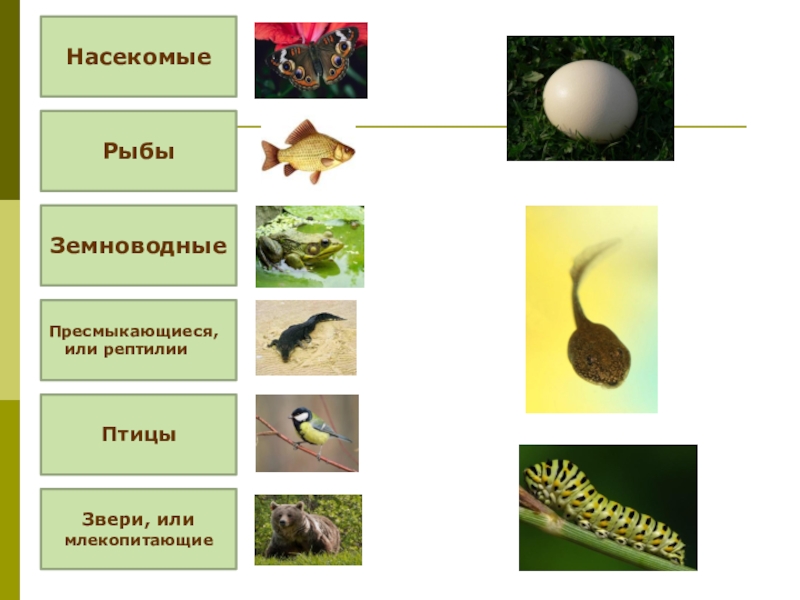 Размножение и развитие животных 3 класс рабочая. Рыбы земноводные пресмыкающиеся птицы. Млекопитающие рыбы пресмыкающиеся. Млекопитающие и пресмыкающиеся и земноводные. Звери птицы рыбы насекомые земноводные пресмыкающиеся.