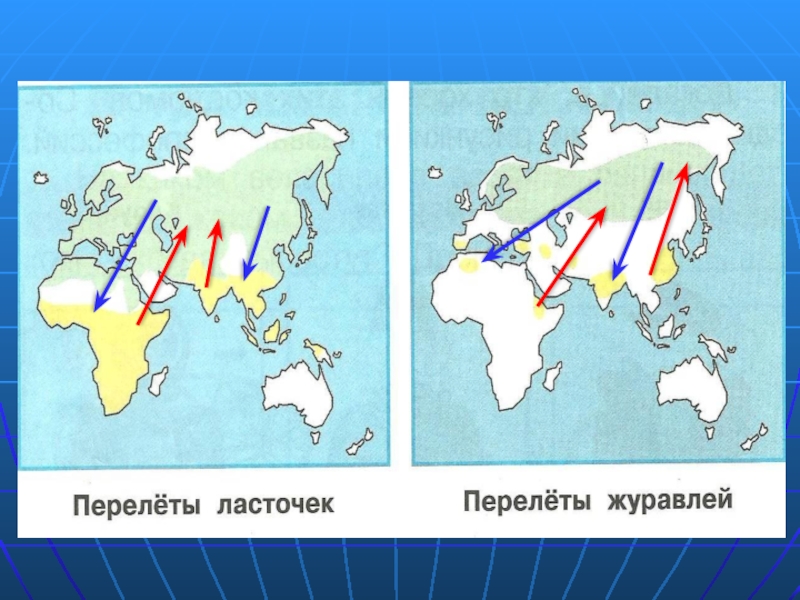 Окружающий мир где зимуют птицы 1 класс презентация