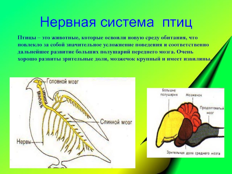 С чем связаны рефлексы у птиц. Нервная система птиц 7 класс биология. Схема нервной системы птицы биология 7 класс. Нервная система птиц схема. Класс птицы нервная система.