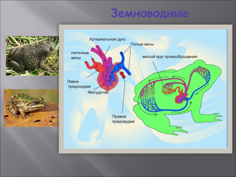 Кровеносная система земноводных состоит из