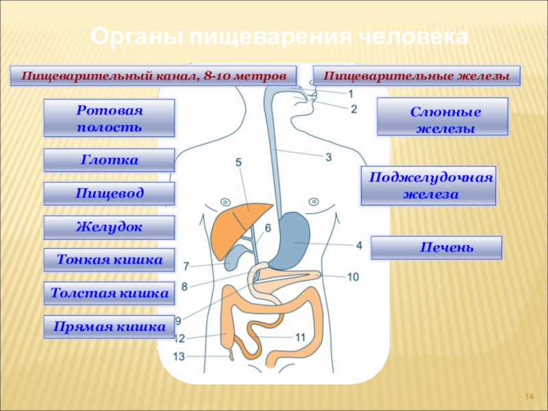 Установи название органа пищеварительной системы представленного на рисунке под цифрой 3 и запиши