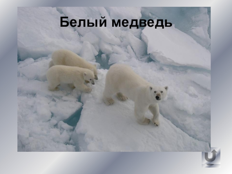 Природная зона белого медведя. Где живёт белый медведь в России. Почему белые медведи не впадают в спячку на зиму. Белый медведь хуй тебе.