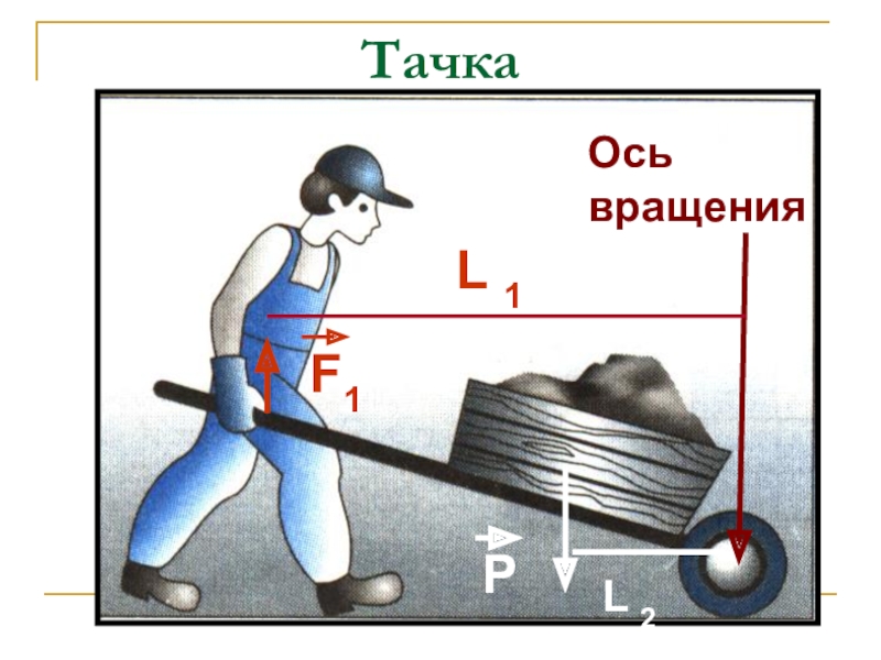 Презентация по физике 7 класс рычаги в природе