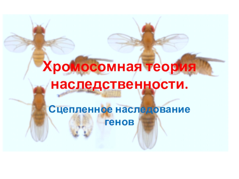 Хромосомная теория наследственности сцепленное наследование генов презентация