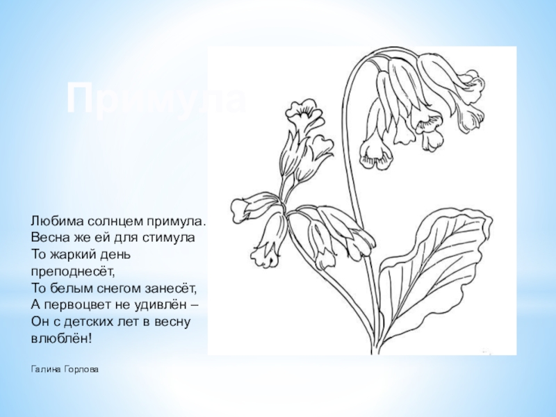 Медуница рисунок карандашом для детей