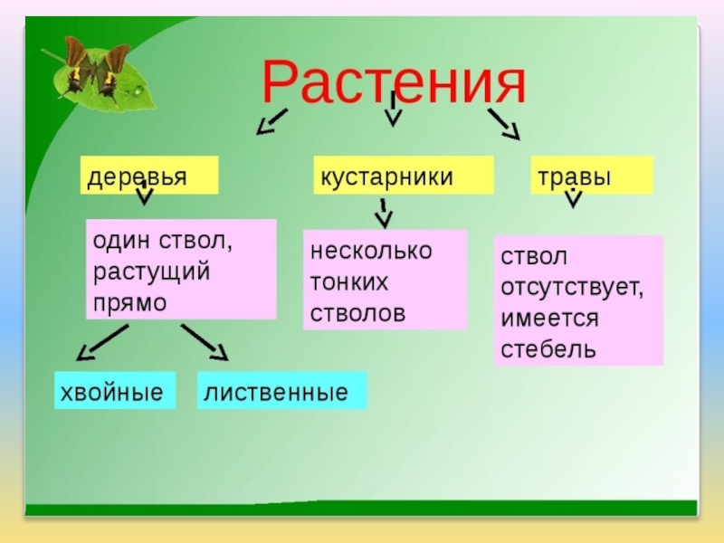 Презентация по окр миру