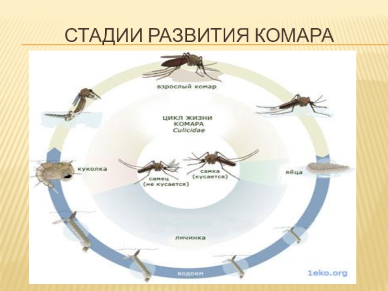 Почему кусают комары проект 1 класс