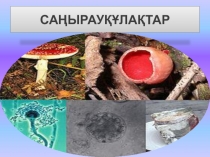 Презентация по биологий на тему Саңырауқұлақтар (6-класс)