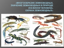 Презентация по биологии на тему Многообразие земноводных. Значение земноводных в природе и в жизни человека. Охрана земноводных