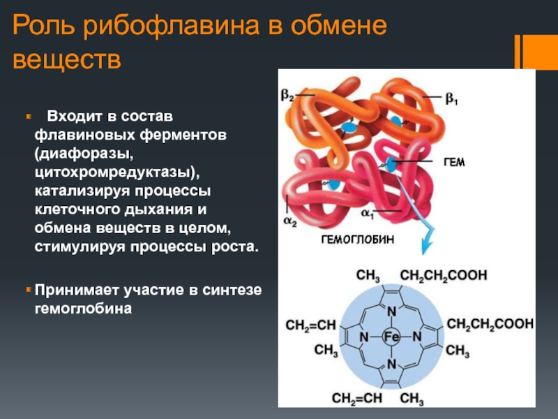 Вещества входящие. В состав ферментов входят. Рибофлавин роль в обмене веществ. Какие вещества входят в состав ферментов. Витамин в2 роль в обмене веществ.