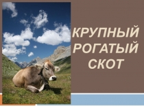 Презентация по географии на тему Крупный рогатый скот (10 класс)