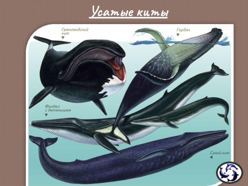 Ласты китообразных. Китовый ус гренландского кита. Отряд китообразные усатые киты. Киты млекопитающие китовый ус. Представители усатых китов.
