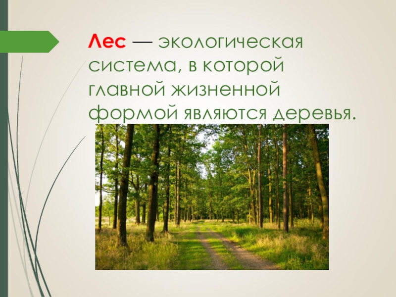Роль экосистемы в жизни человека. Лес -экологическая система. Экосистема дерева. Экосистема леса. Лес для презентации.