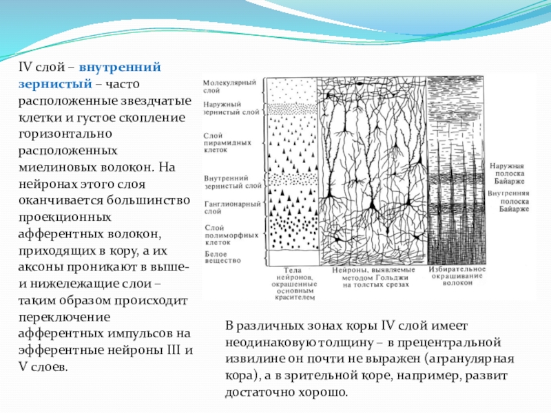 Внутренний слой коры. Молекулярный слой коры. Строение новой коры. Структура новой коры. Молекулярный слой коры больших полушарий.