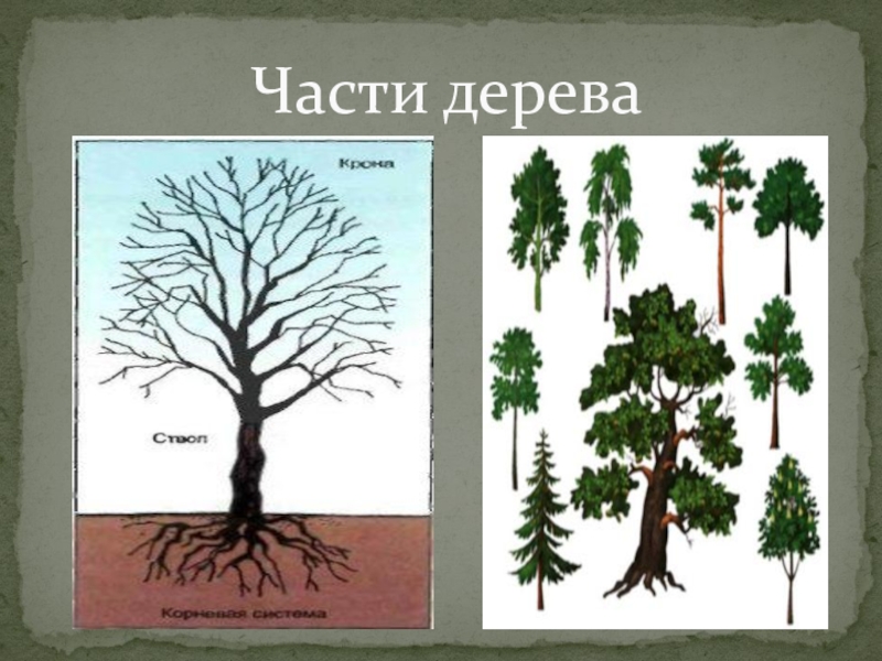 Части дерева ответы. Части дерева окружающий мир. Дерево по частям. Алгоритм части дерева. Отметь части дерева.