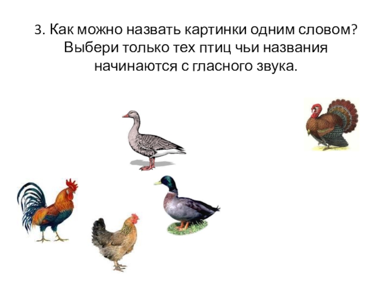 3. Как можно назвать картинки одним словом? Выбери только тех птиц чьи названия начинаются с гласного звука.