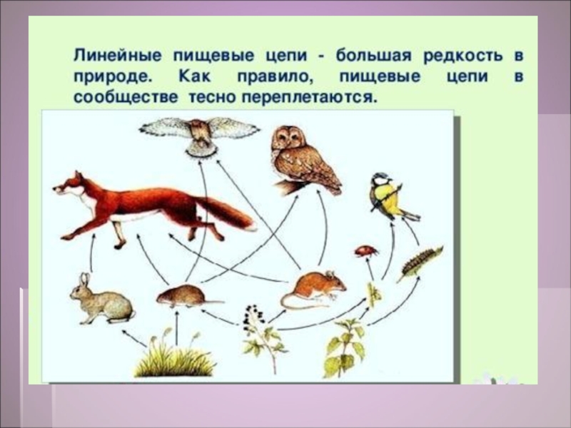 Проект пищевые цепи