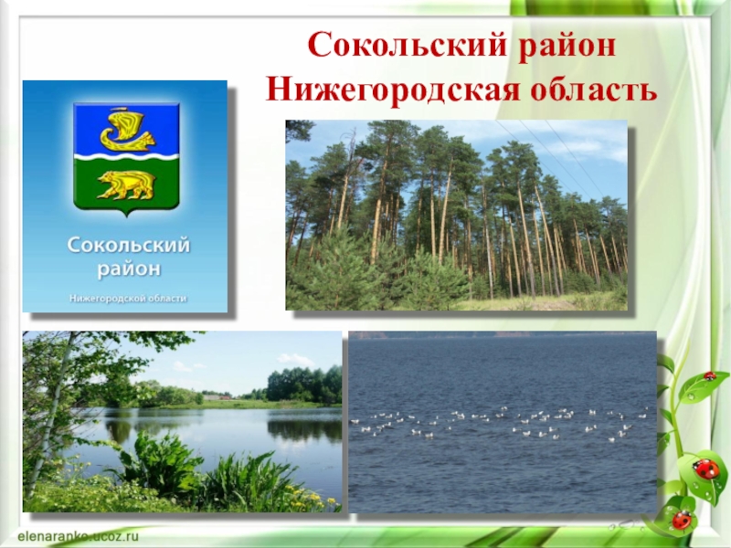 Доска объявлений сокольское. Сокольский район Нижегородская область. Нижегородская обл Сокольский район. Карта Сокольского района Нижегородской области. Сокольское Нижегородской области достопримечательности.