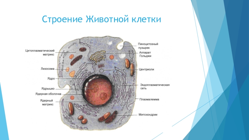 Строение 8 класс презентация. Строение клетки. Проламеллярное тело строение. Клетка человека строение с рецепторами.