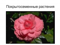 Презентация по биологии на темуЦарство Растений,покрытосеменные