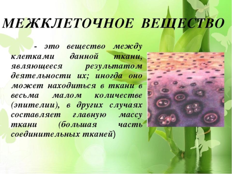 Ткани характерные для растений. Межклеточное вещество это в биологии 5 класс. Межклеточное вещество это в биологии 6 класс. Неклеточное вещество это. Клетки и межклеточное вещество.