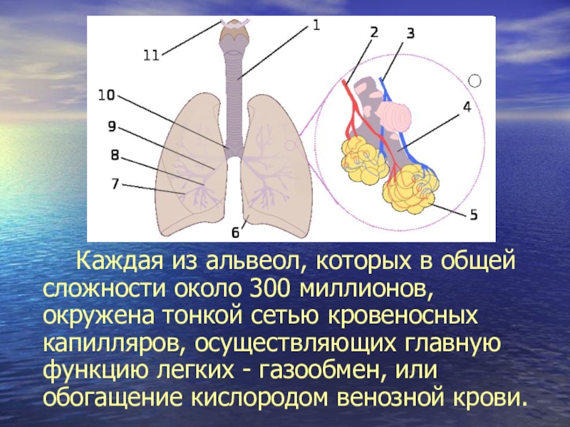 Какую функцию не выполняют поры кона стенки смежных альвеол