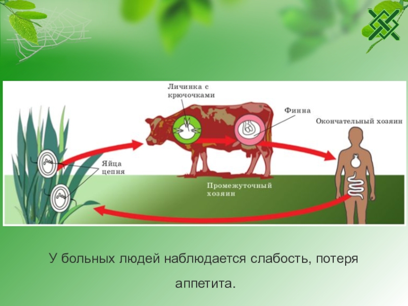 Интеллект карта плоские черви