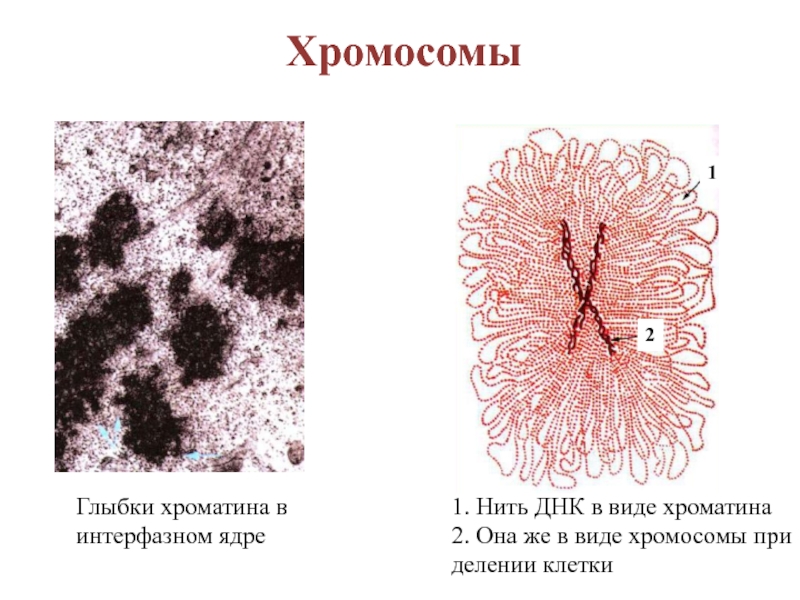 Деспирализация хромосом рисунок