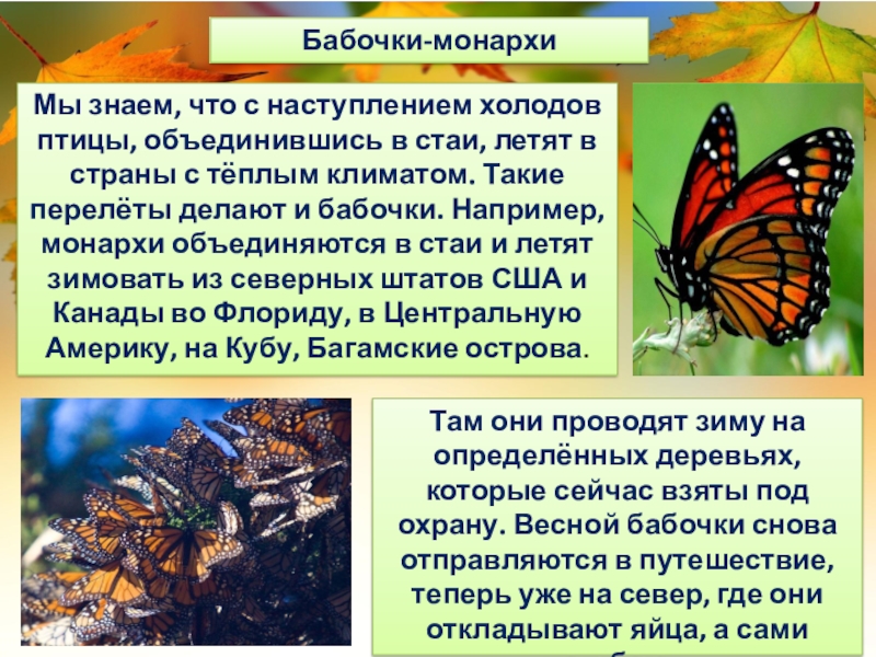 Какая бабочка песня. Бабочка Монарх Мимикрия. Бабочка Монарх описание. Факты о бабочках. Бабочка Монарх сообщение.
