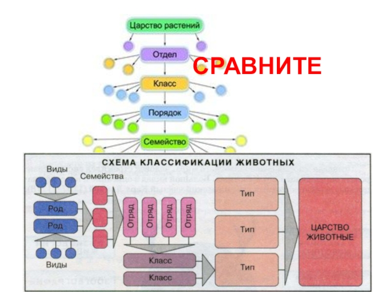 Классификация царства животных. Классификация животных схема. Типы царства животных. Систематика царства животных схема. Правильная схема классификации животных.