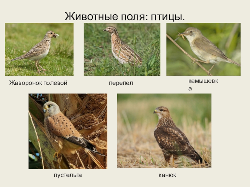 Птицы обитающие на лугу фото и названия