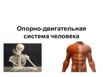 Презентация по биологии на тему Опорно-двигательная система человека