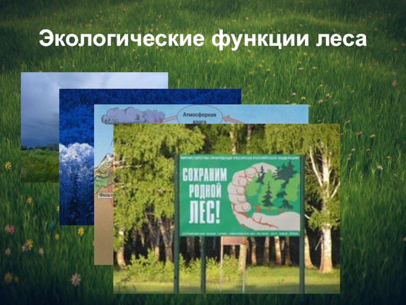 Используя материал краткой теории заполните схему экологические функции леса