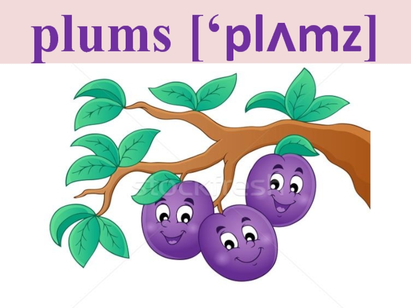 plums [‘plʌmz]