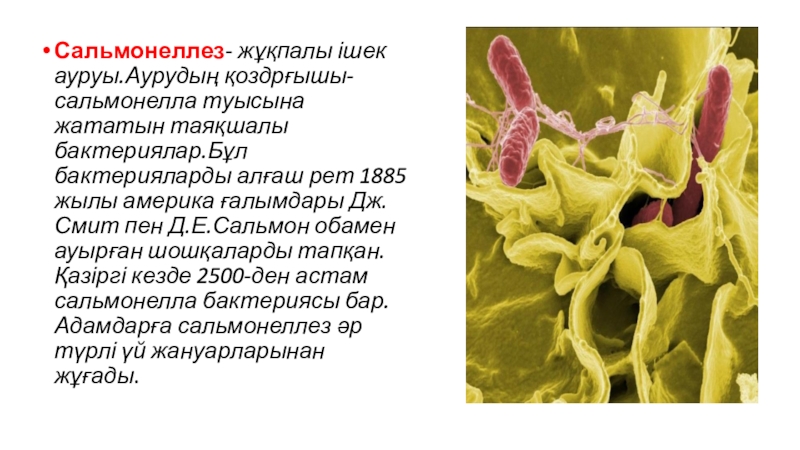 Изменяется ли вкус при сальмонеллезе ответ. Сальмонеллы морфология. Морфология возбудителя скар. Streptococcus pyogenes возбудитель скарлатины. Скарлатина стрептококк микробиология.