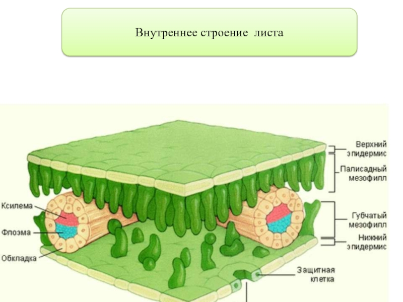 Внутреннее строение листа 6 класс презентация