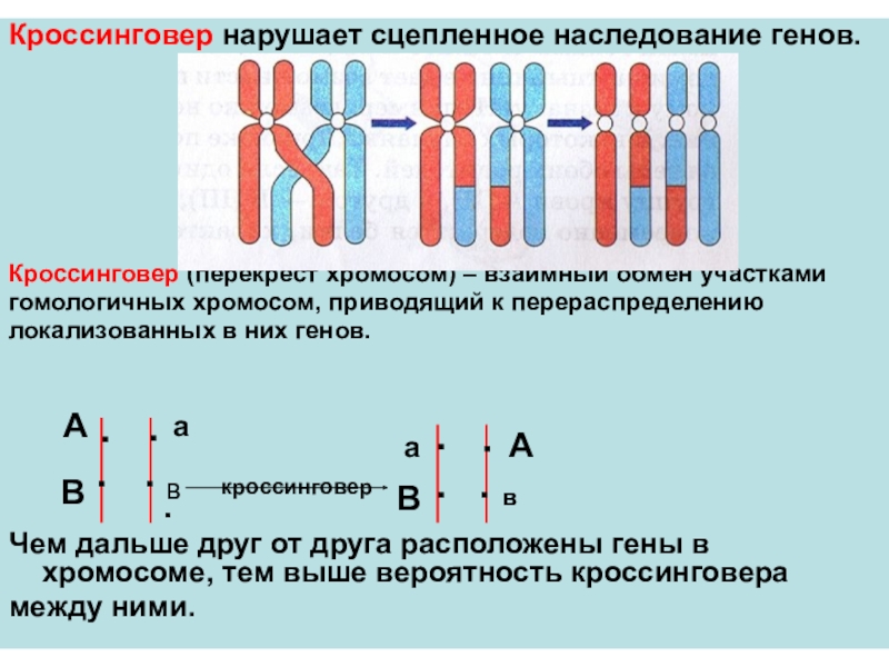 Какова вероятность кроссинговера между хромосомами