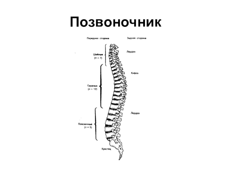 Отделы позвоночника схема