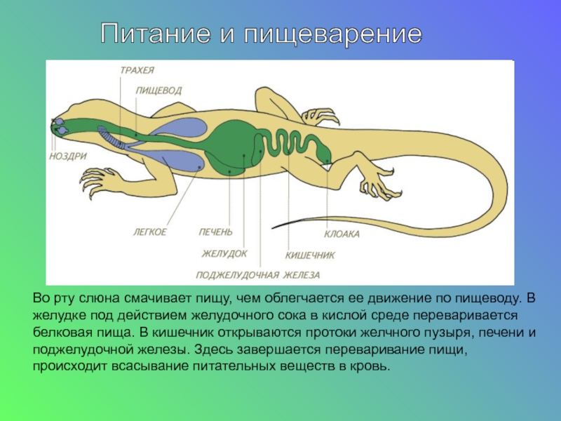 Внутренние органы рептилий. Пищеварительная система пресмыкающихся схема. Пресмыкающиеся внутреннее строение 7. Пищеварительная система пресмыкающихся рептилий. Класс пресмыкающиеся строение.