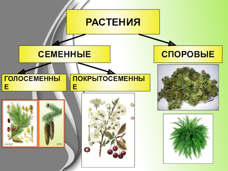 Споровые и семенные растения