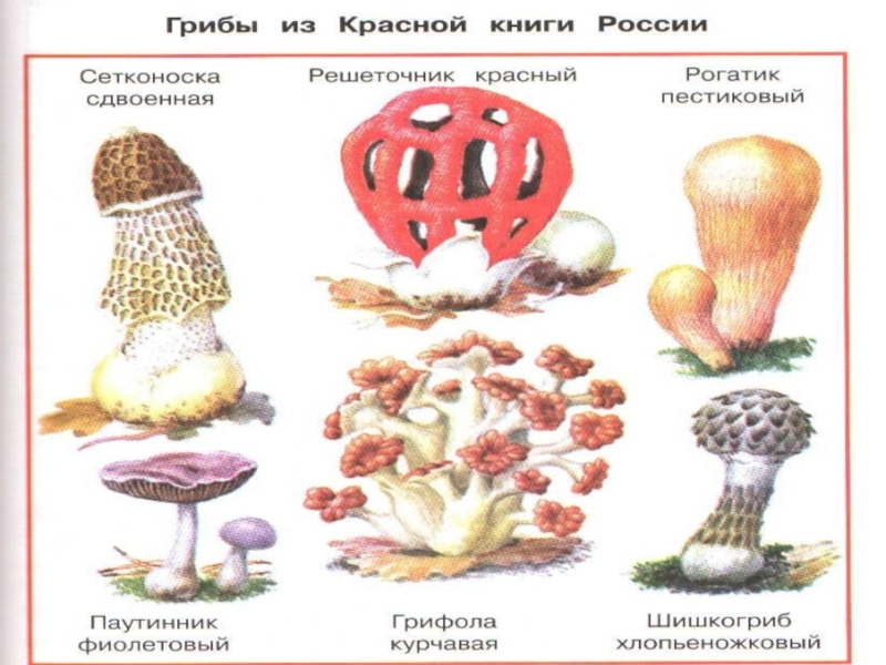 Грибы красной книги ставропольского края фото и описание