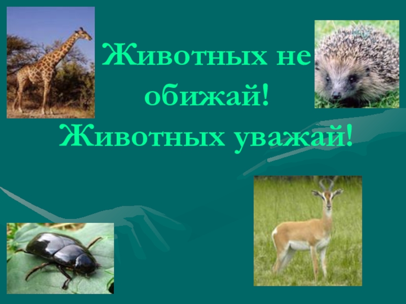 Не обижай животных. Не обижай животных в лесу. Обижать животных. Плакат не обижай животных.