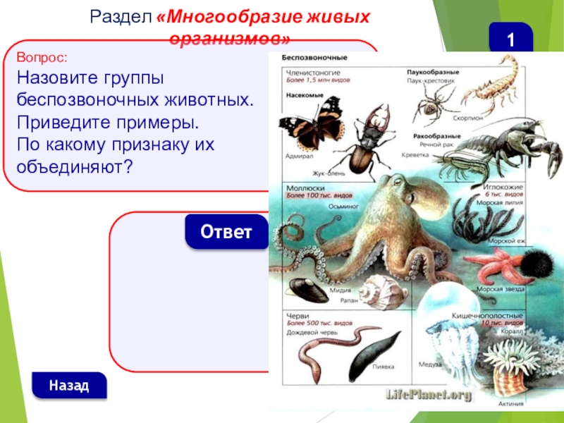 Многообразие животных 5 класс биология. Многообразие живых организмов. Разнообразие и классификация живых организмов. Многообразие видов живых организмов. Разнообразие живых организмов биология.