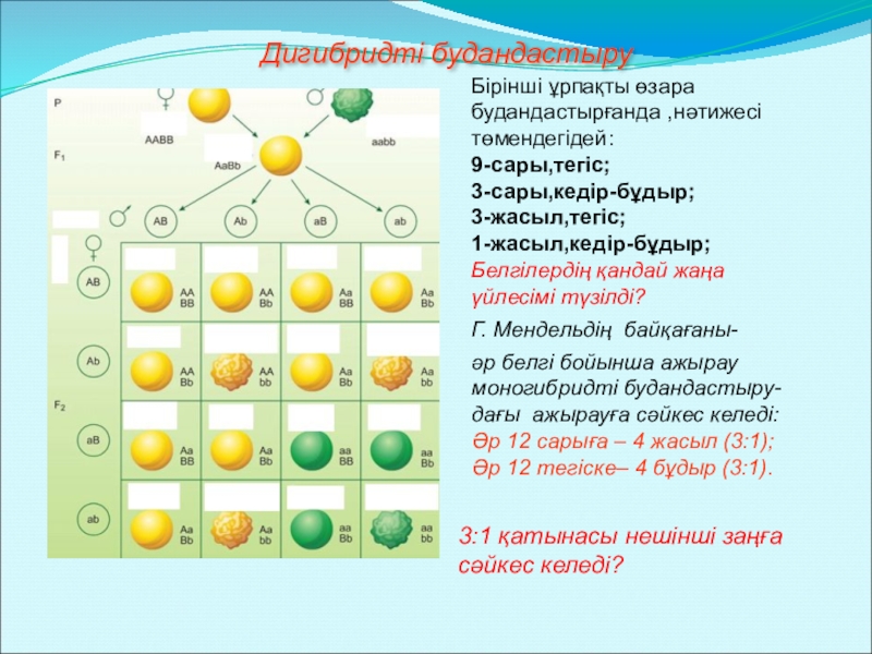 Мендельдің үшінші заңы презентация