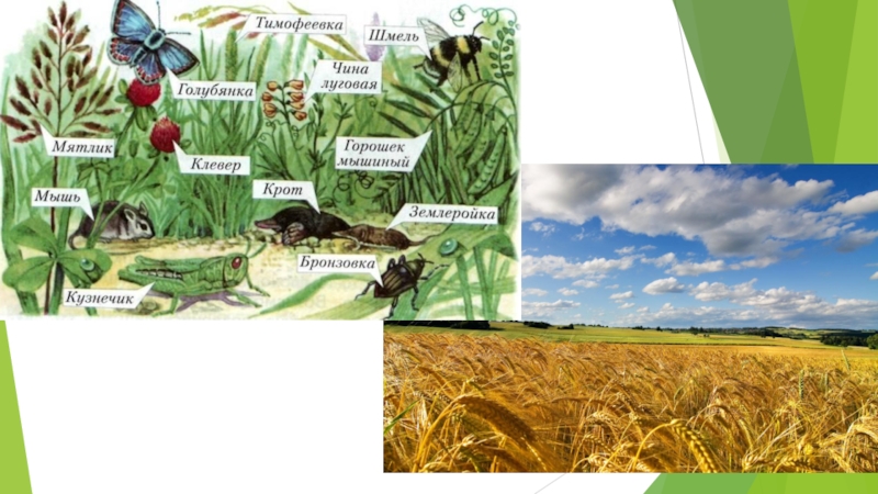 Поле представители. Природное сообщество поле. Природное сообщество поле животные. Природное сообщество поле животные и растения. Природное сообщество поле 3 класс.
