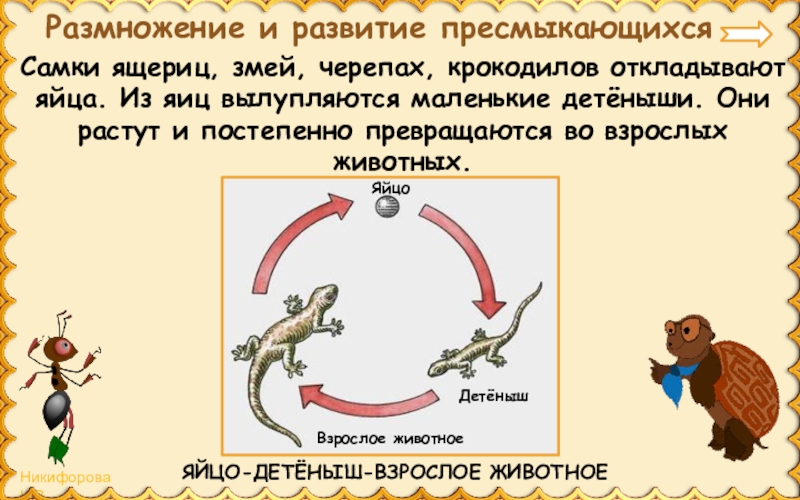 Развитие пресмыкающихся схема